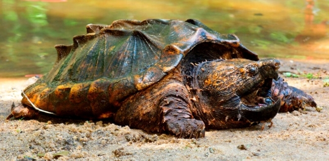 TORTUGAS(1)