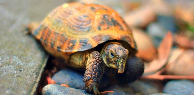 TORTUGAS(2)