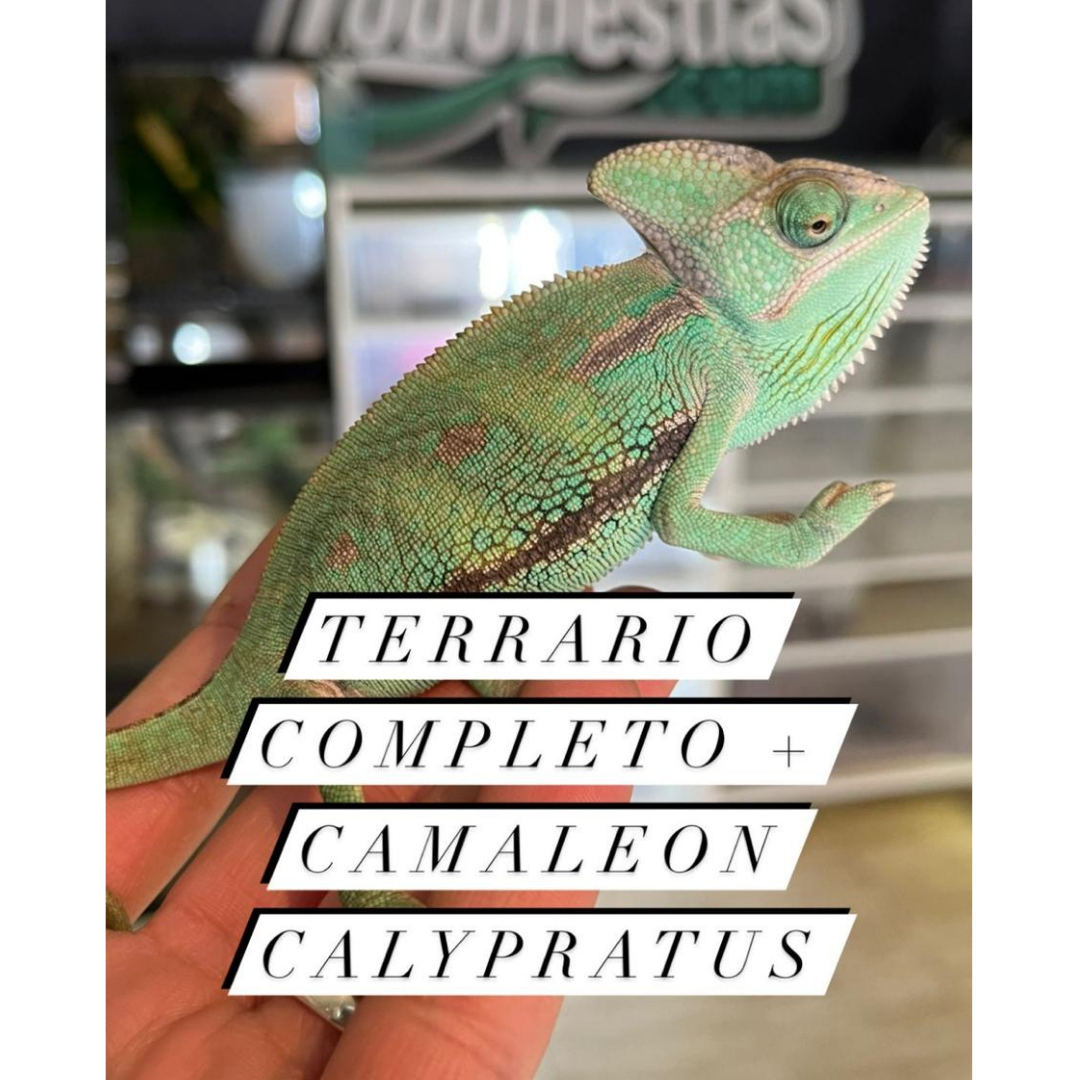 Formación brillante almacenamiento Kit camaleón Calypratus completo | ENVIOS A TODA ESPAÑA | NÚCLEO ZOOLÓGICO  AUTORIZADO | TODOBESTIAS.COM