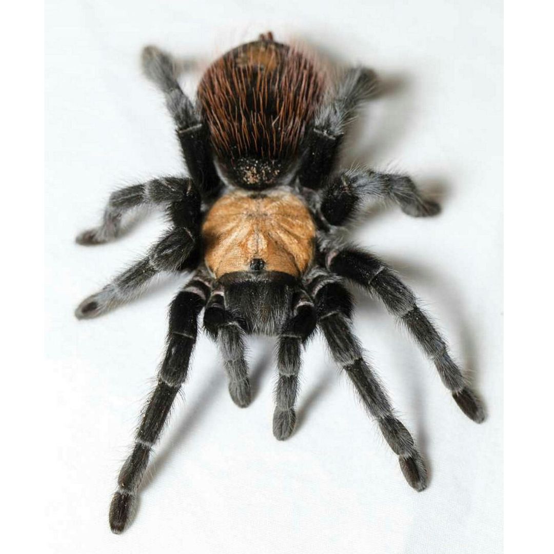 Brachypelma Albiceps ENVIOS A TODA ESPA A N CLEO ZOOL GICO Brachypelma Albiceps ENVIOS A TODA ESPA A N CLEO ZOOL GICO