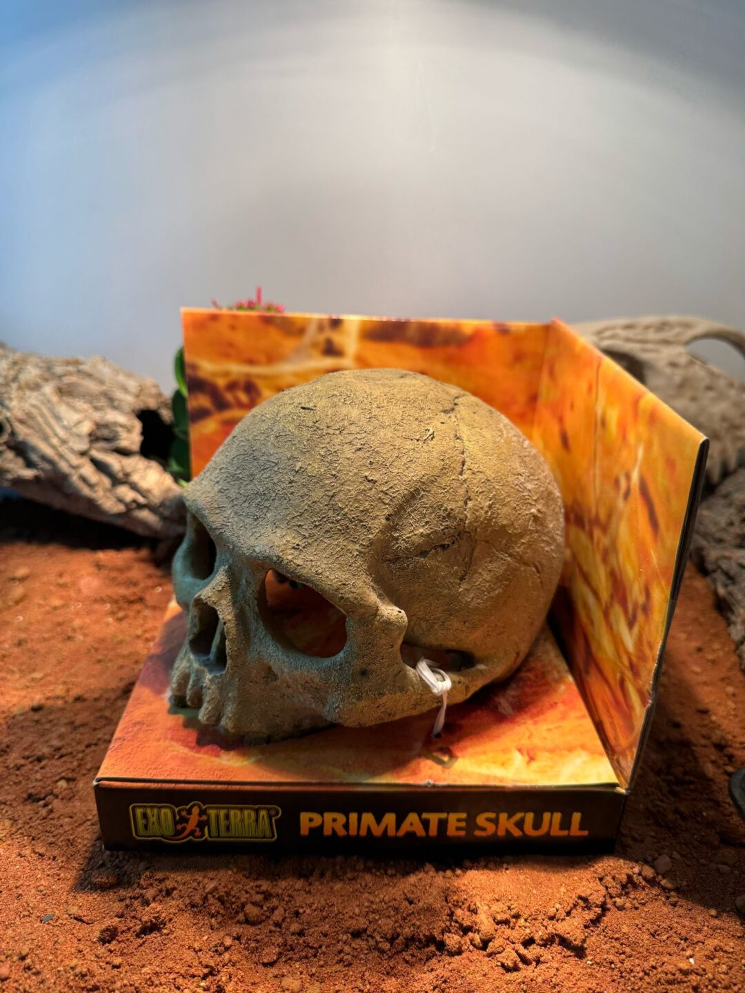 Primate skull