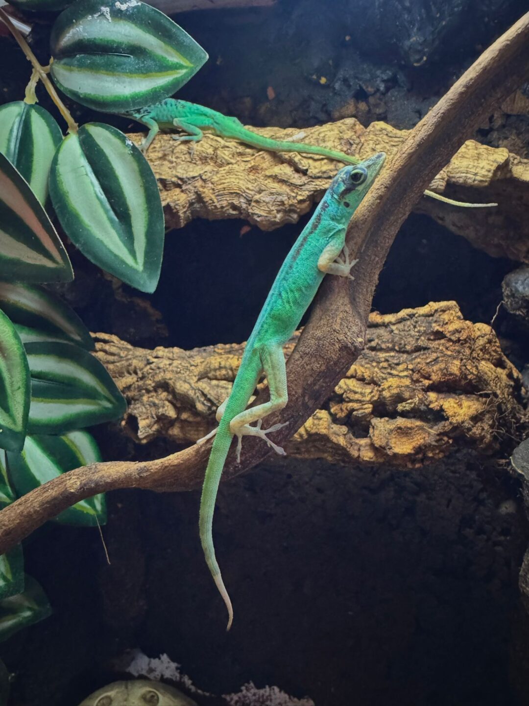 Anolis roquet macouba Parejas