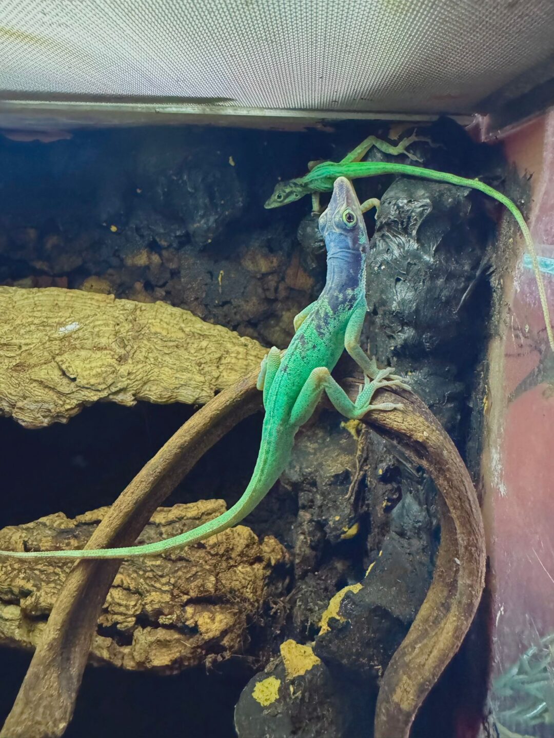 Anolis roquet macouba Parejas - Imagen 2