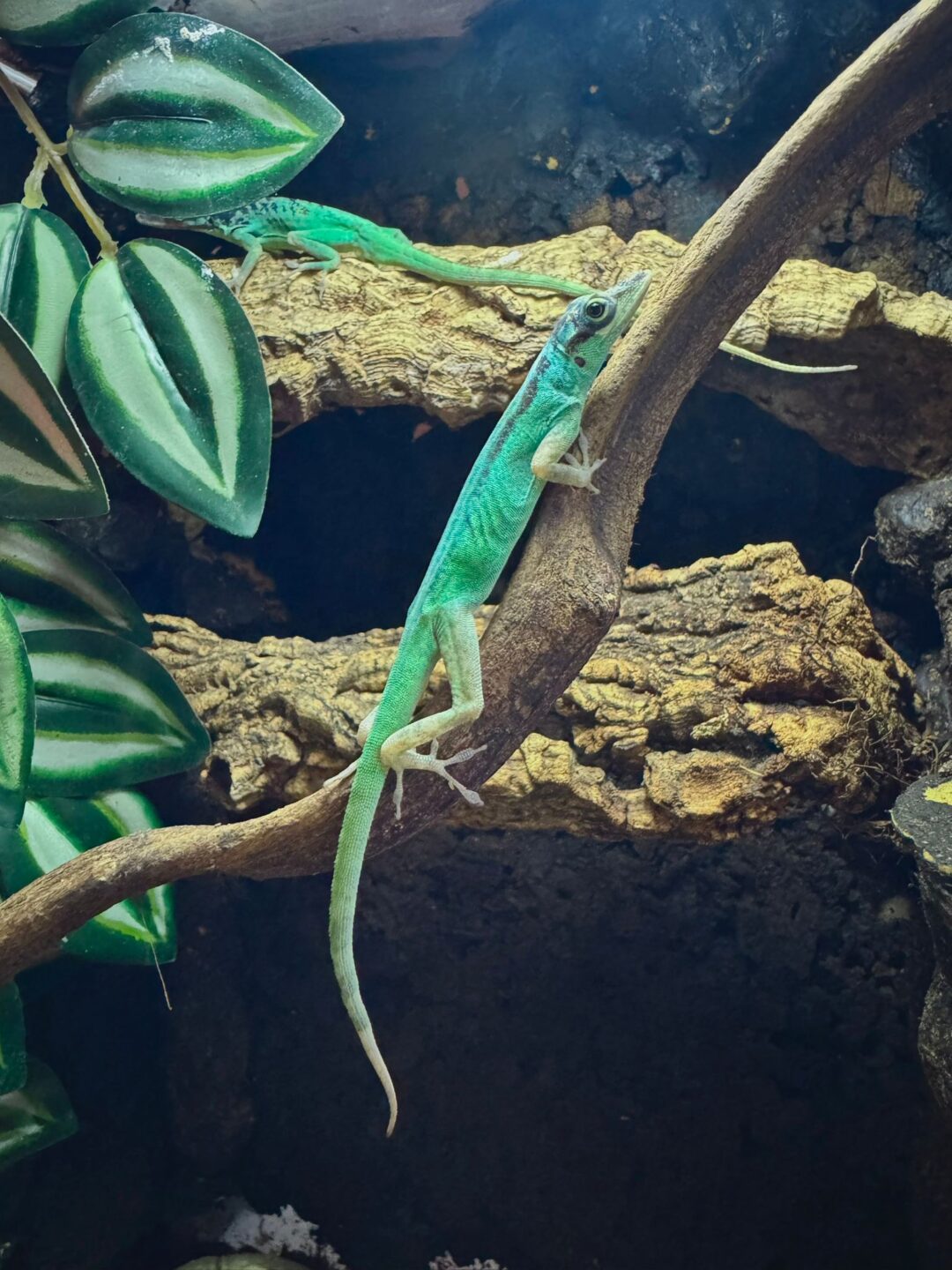 Anolis roquet macouba Parejas - Imagen 5