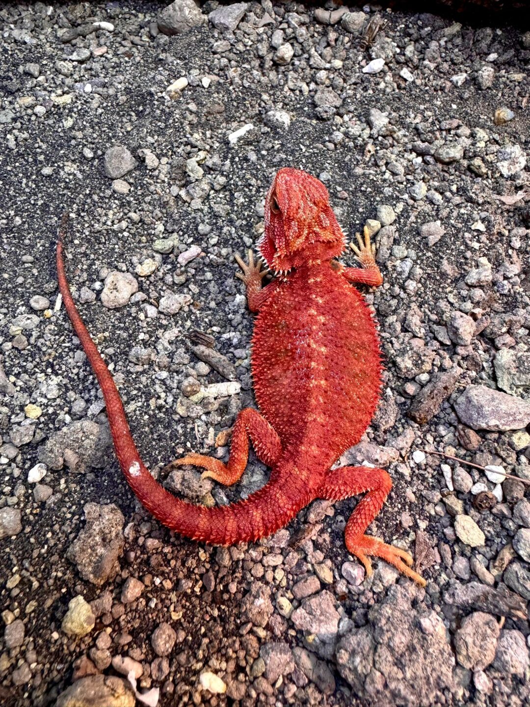 Pogona vitticeps bloodred  Hembra