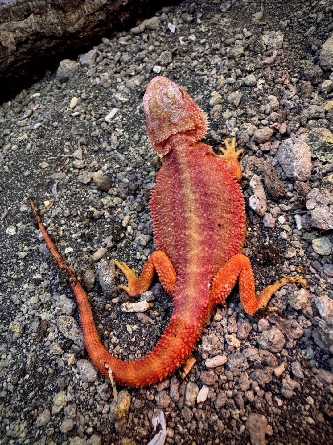 Pogona vitticeps Genetic striped