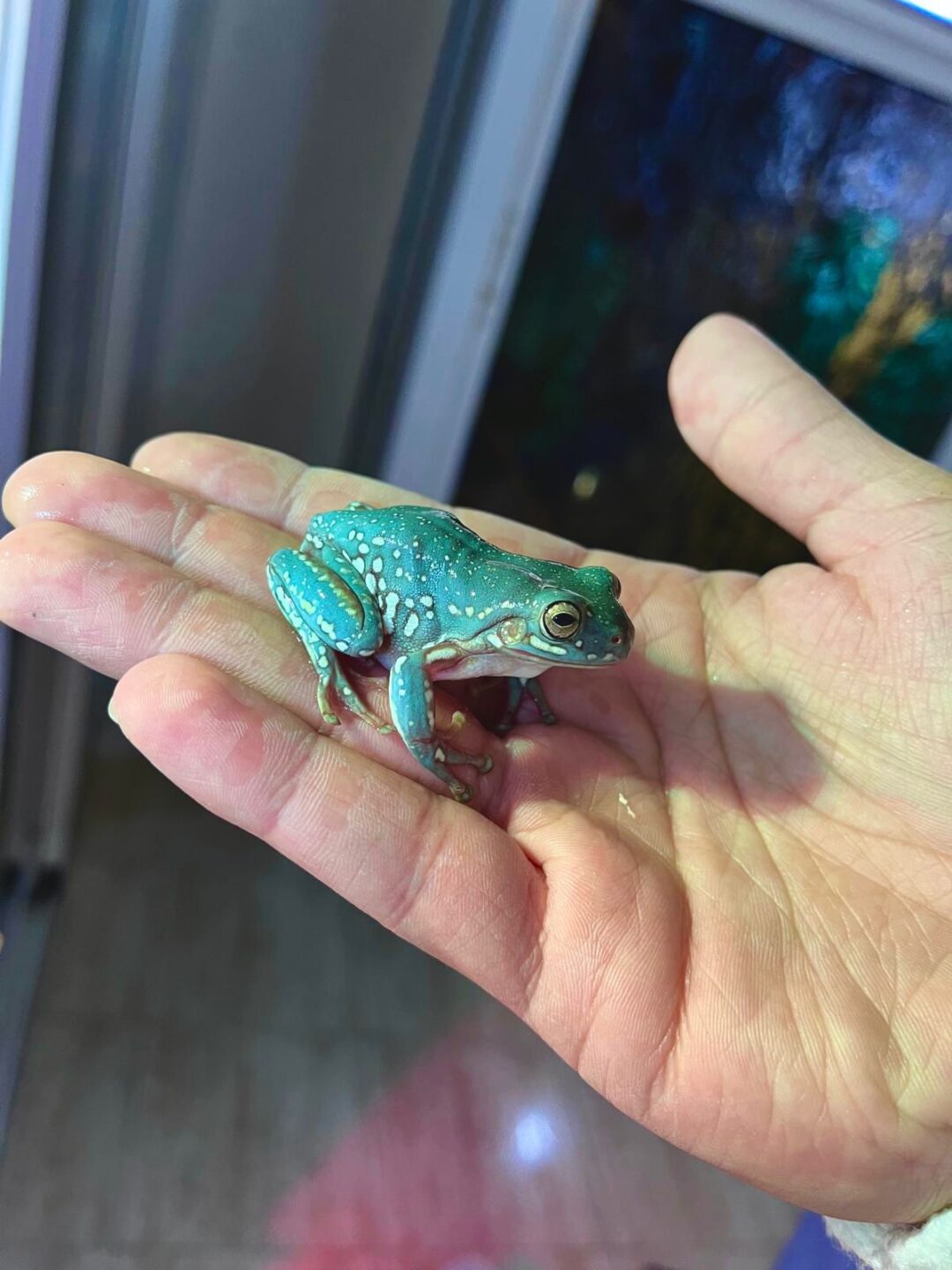 Litoria Blue snowflakes juveniles