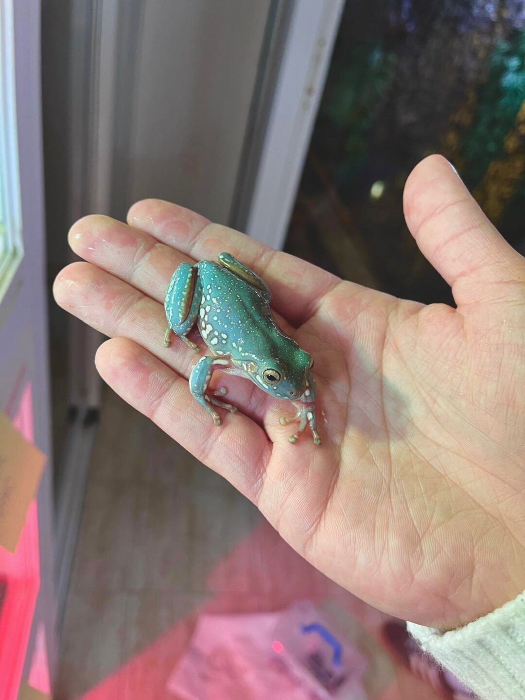 Litoria Blue snowflakes juveniles - Imagen 2