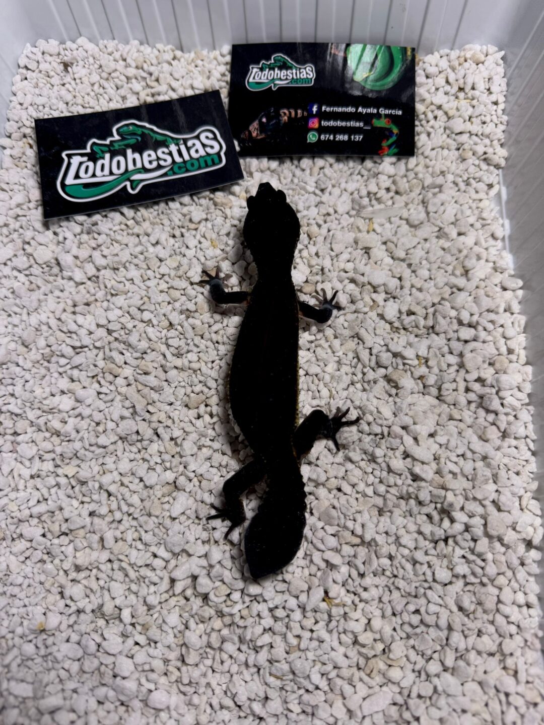 Eublepharis macularis Black night sólido free het Cola regenerada hembra - Imagen 3