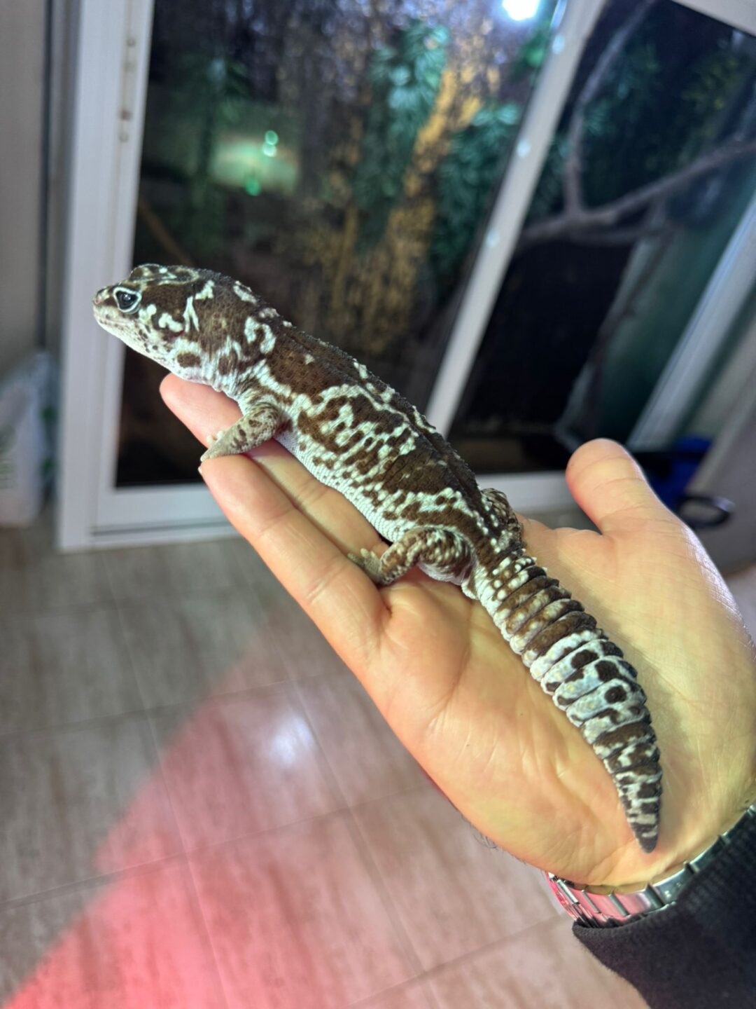 Hemitheconyx caudicinctus White oreo Macho