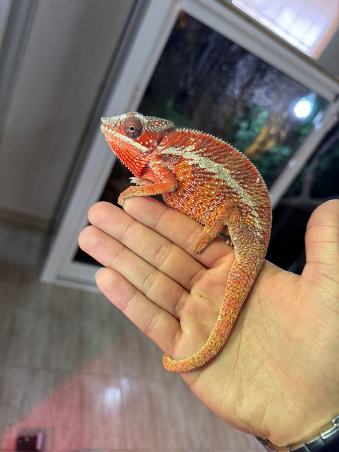 Furcifer pardalis Ambilobe Red Bar (Pareja)