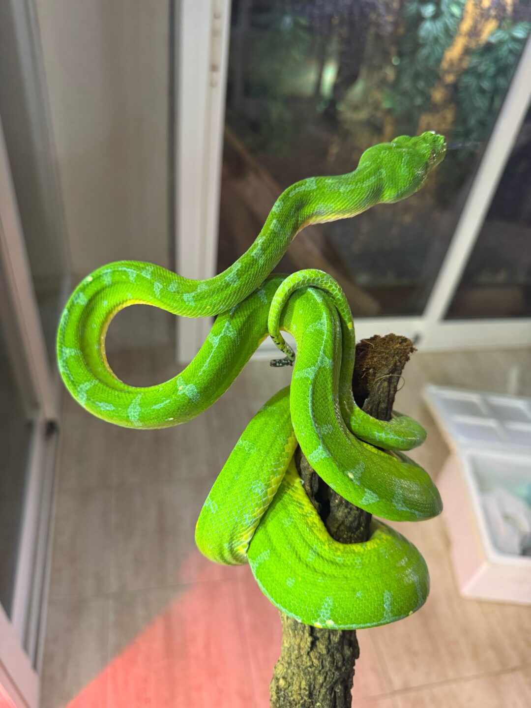 Morelia viridis sorong  Macho