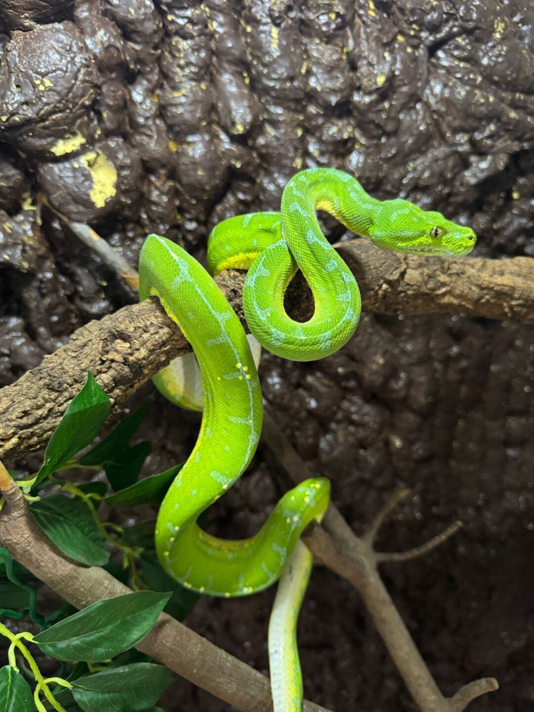 Morelia viridis sorong  Macho - Imagen 2