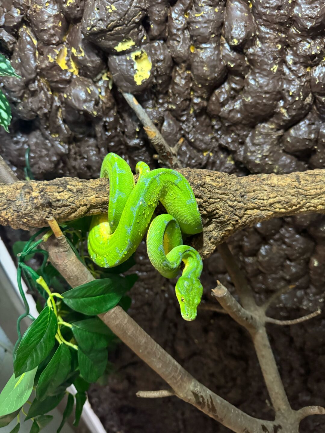 Morelia viridis sorong  Hembra - Imagen 2