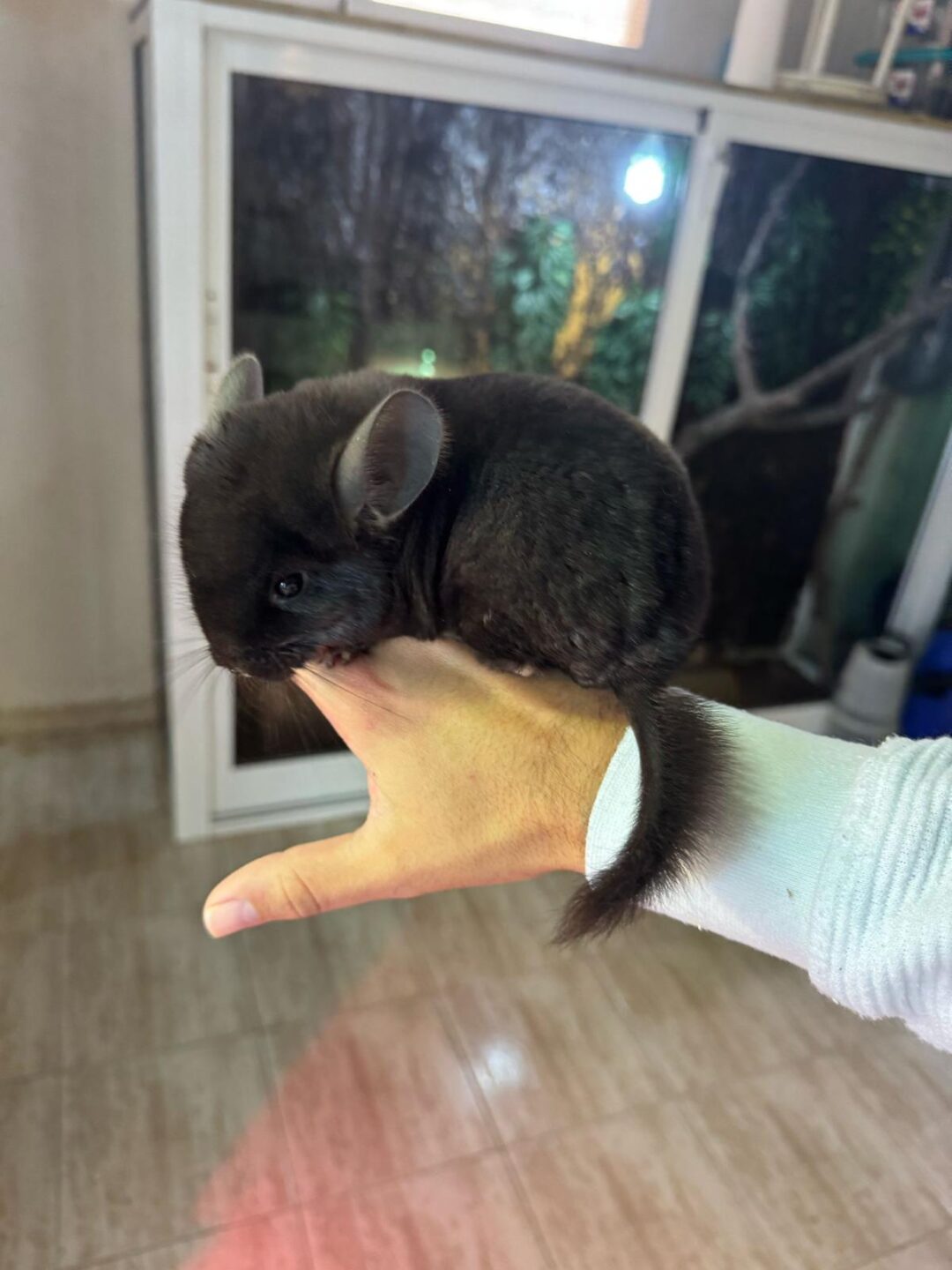 Chinchilla negra - Imagen 2