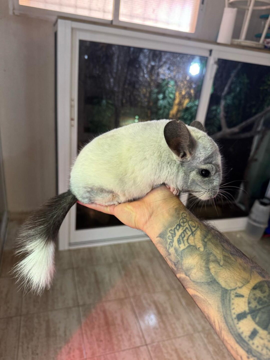 Chinchilla bicolor