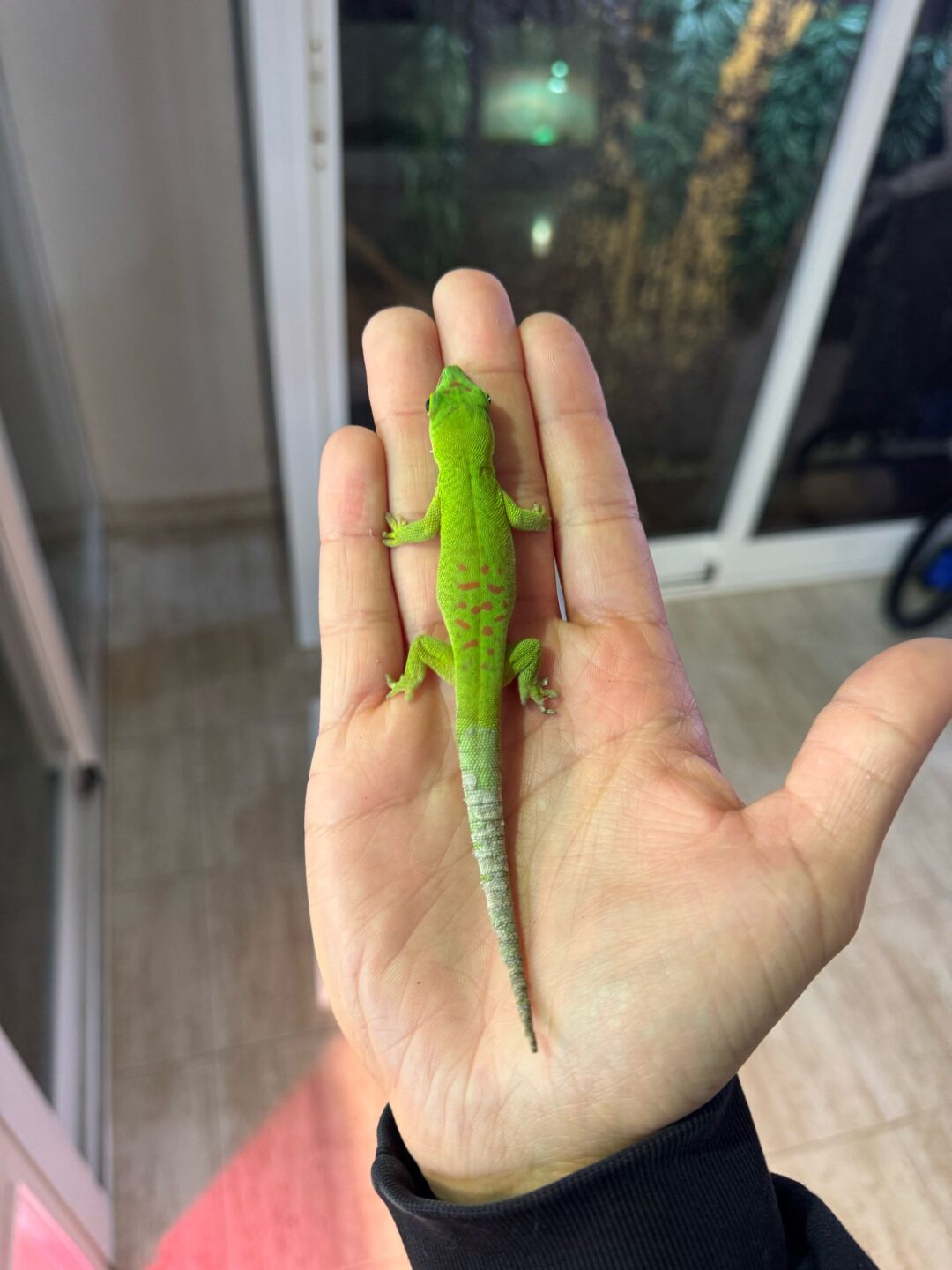 Phelsuma madagascariensis