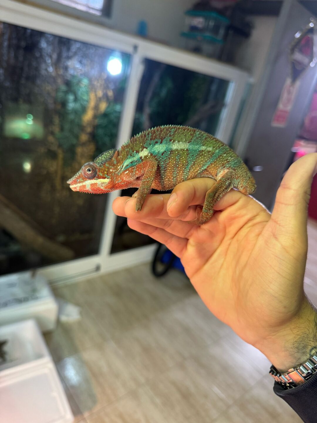 Furcifer pardalis (Macho Ambilobe – Defecto en Cola, Solo Estético)