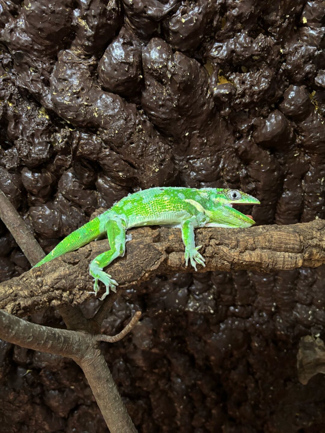 Anolis equestris (Parejas Adultas) - Imagen 3