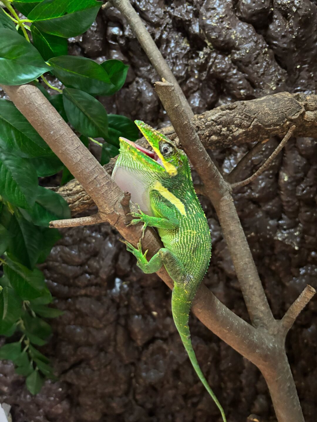 Anolis equestris (Parejas Adultas) - Imagen 2