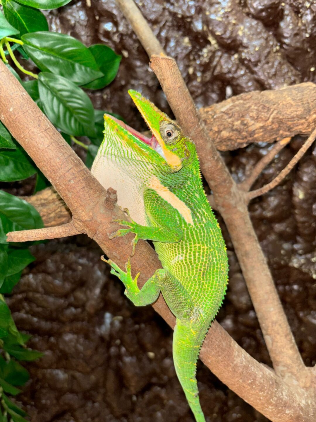 Anolis equestris (Parejas Adultas)