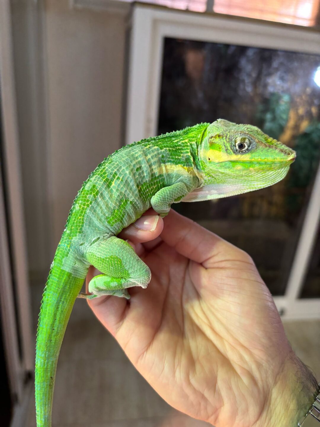 Anolis equestris (Parejas Adultas) - Imagen 6