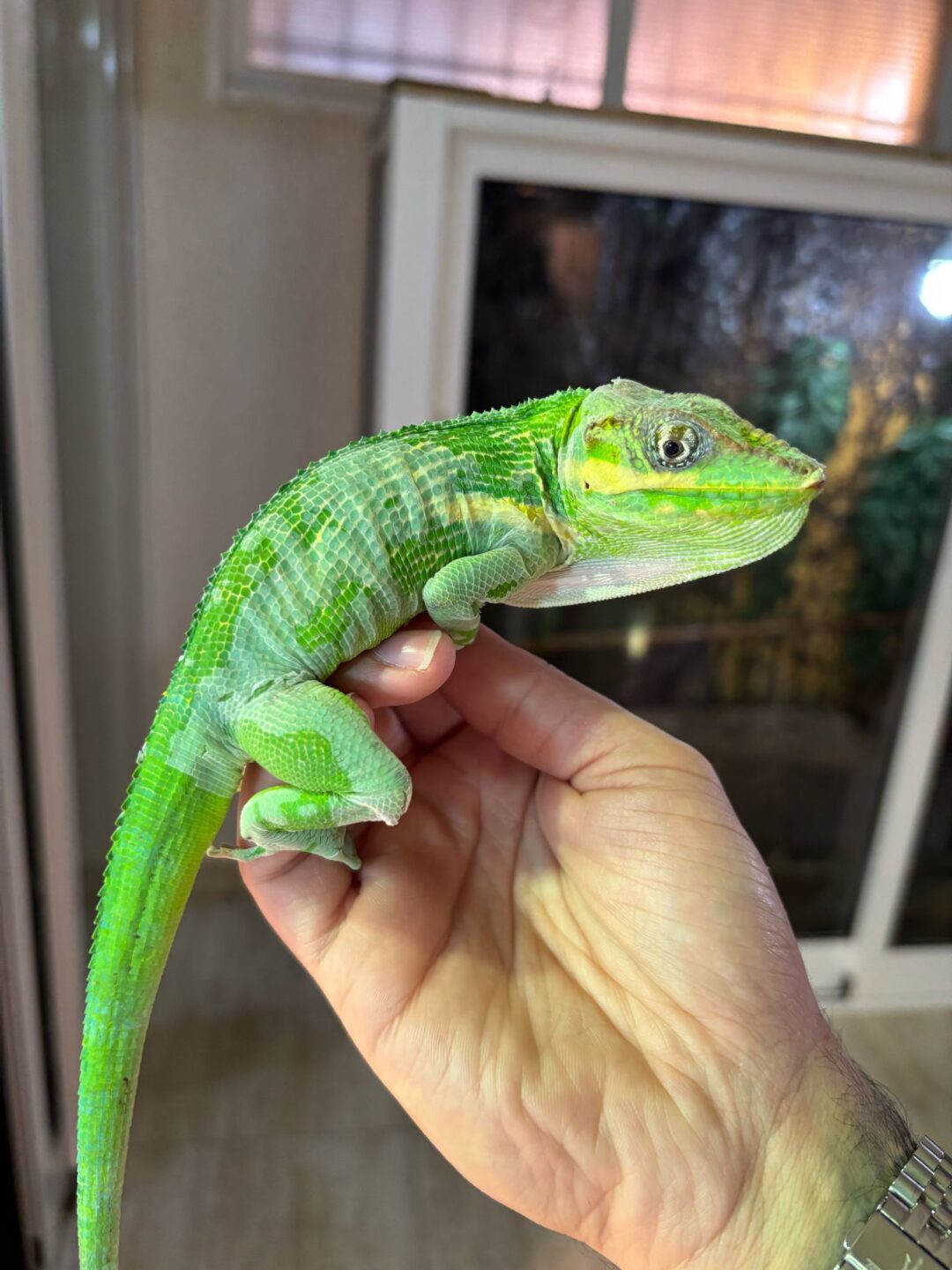 Anolis equestris (Parejas Adultas) - Imagen 5