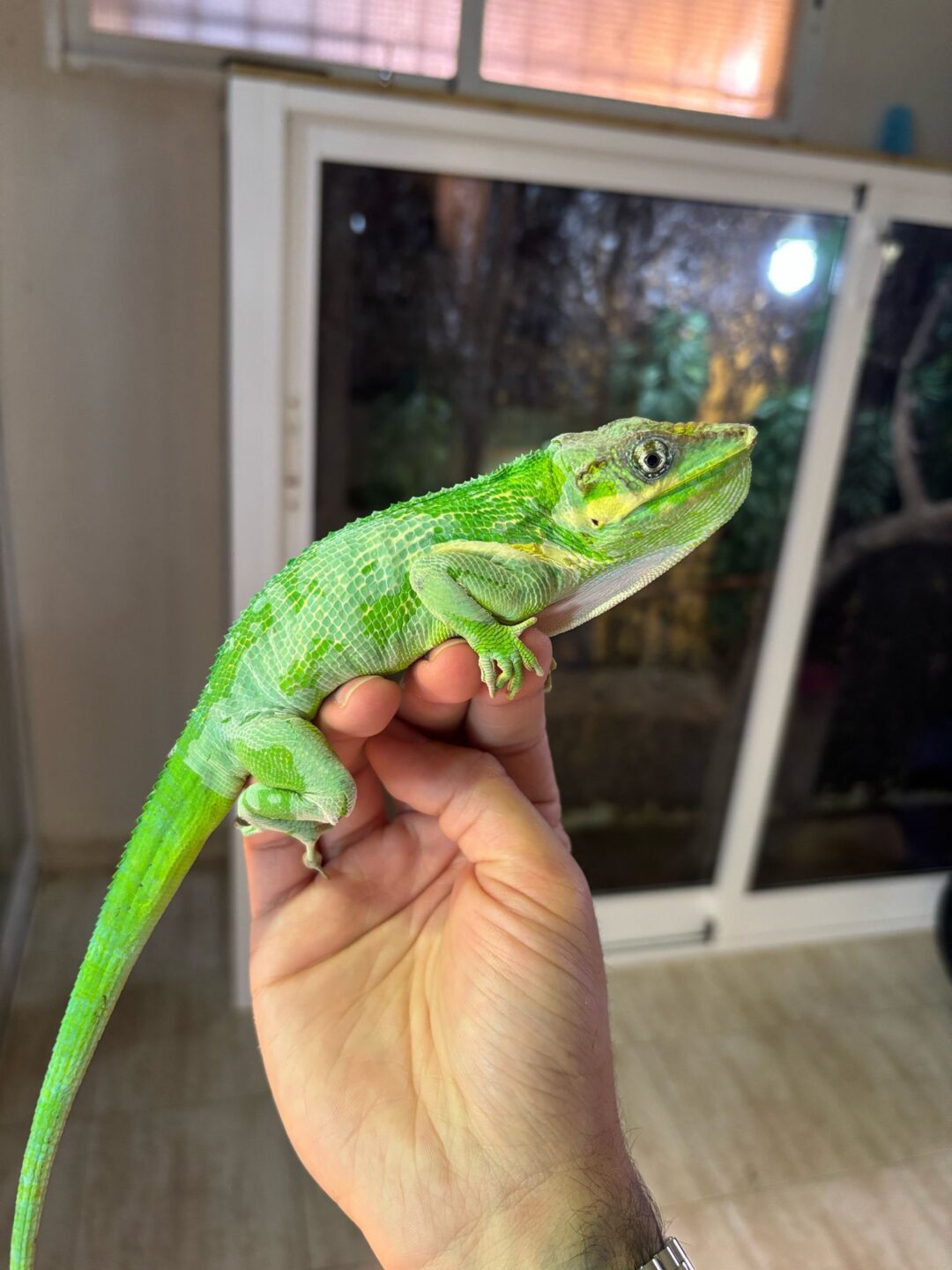 Anolis equestris (Parejas Adultas) - Imagen 7