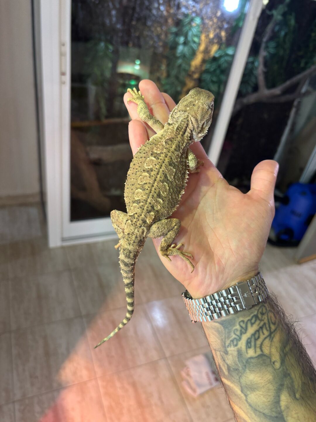 Pogona vitticeps henrylawsoni (Macho Adulto)