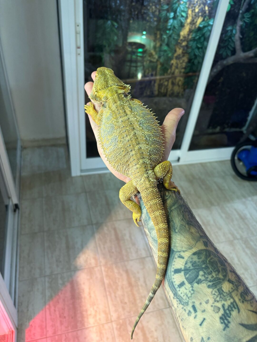 Pogona vitticeps Citrus Blue Bar (Adulta)