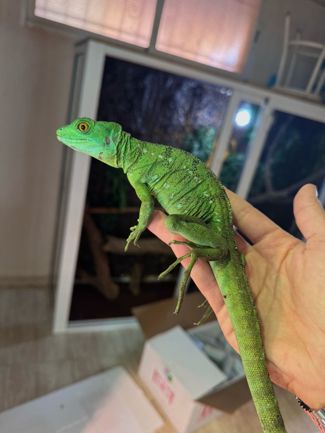 Basiliscus plumifrons (Hembra Adulta)