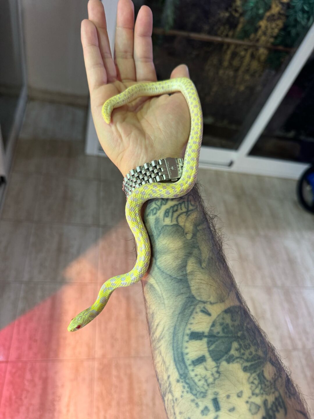 Thamnophis marcianus (Pareja Albina x Het Albino)