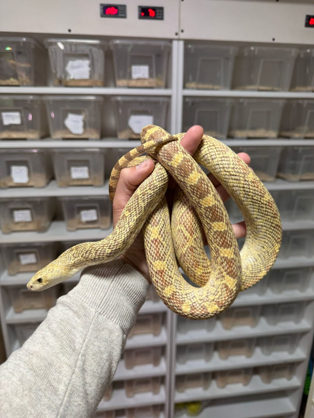 Pituophis catenifer (Hembra Adulta)