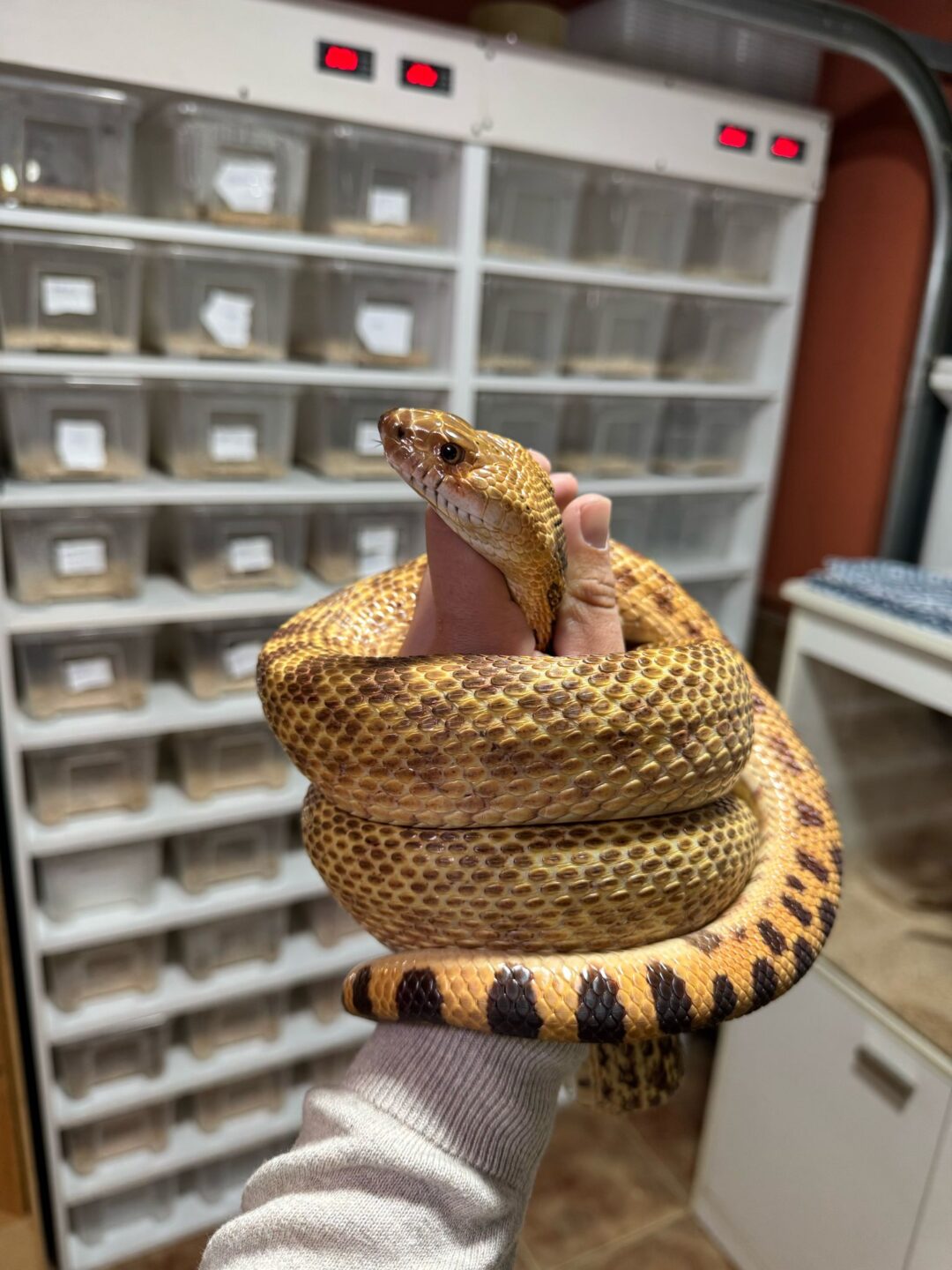 Pituophis catenifer (Macho Adulto)