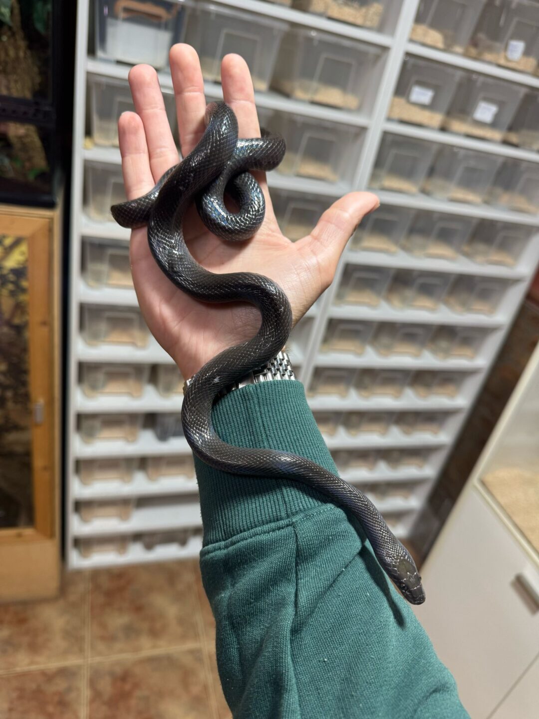 Boaedon fuliginosus (Black)