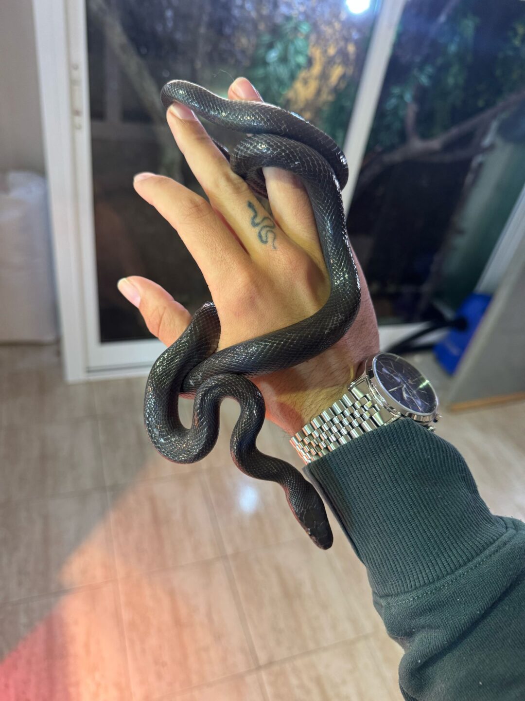 Boaedon fuliginosus (Black) - Imagen 2
