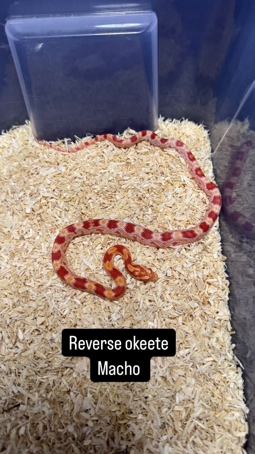 Serpiente del Maíz Reverse Okeetee - Imagen 2