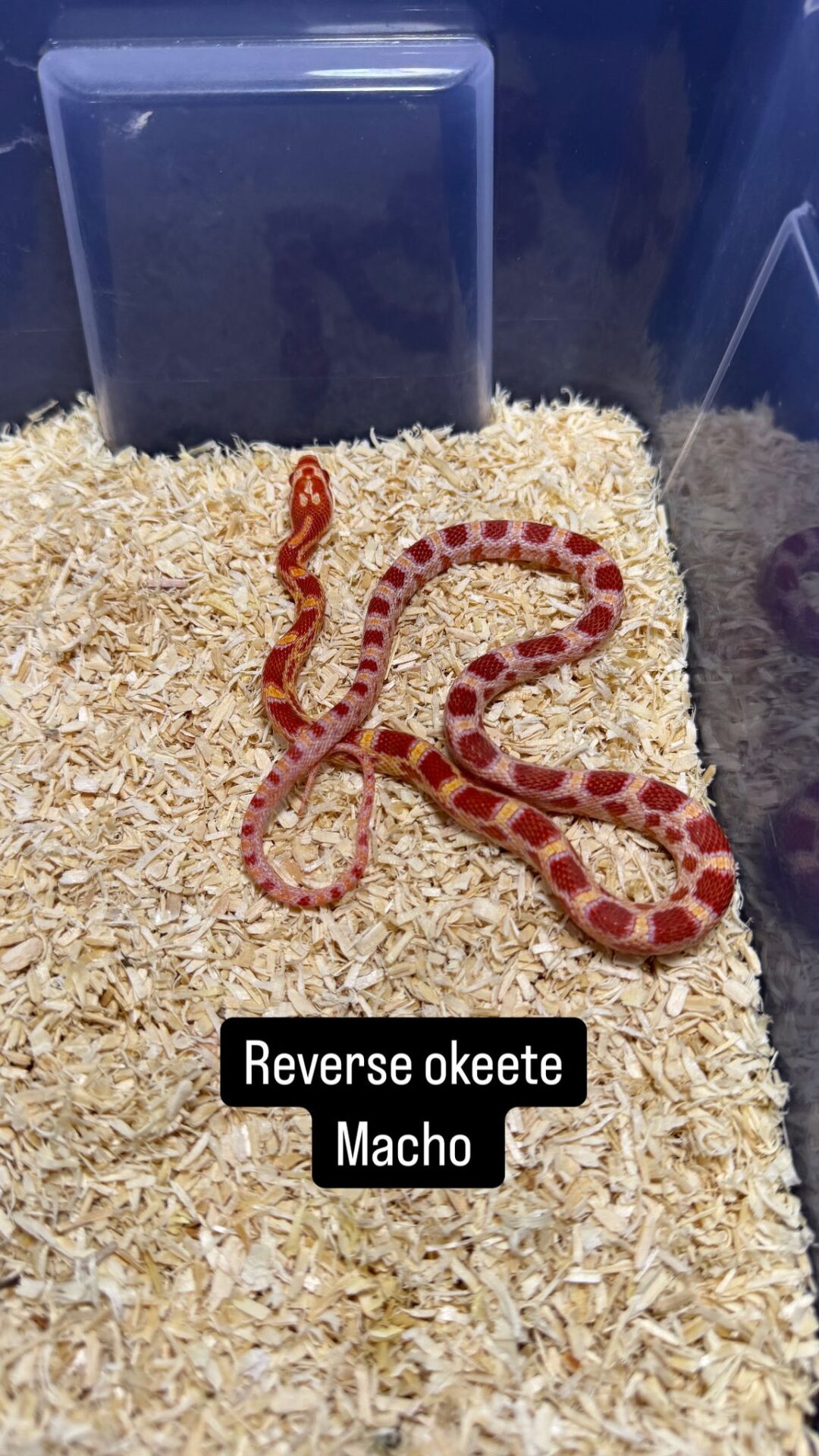 Serpiente del Maíz Reverse Okeetee