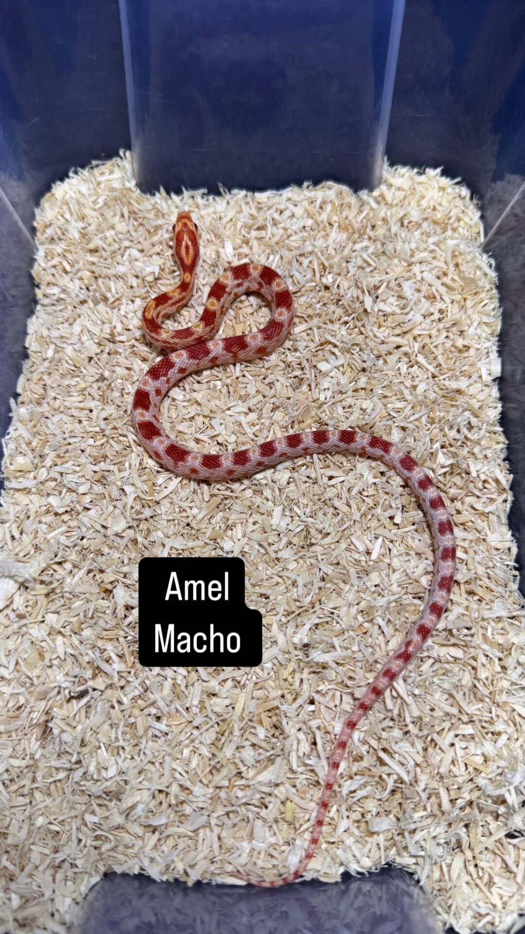 Serpiente del Maíz Reverse Okeetee - Imagen 3