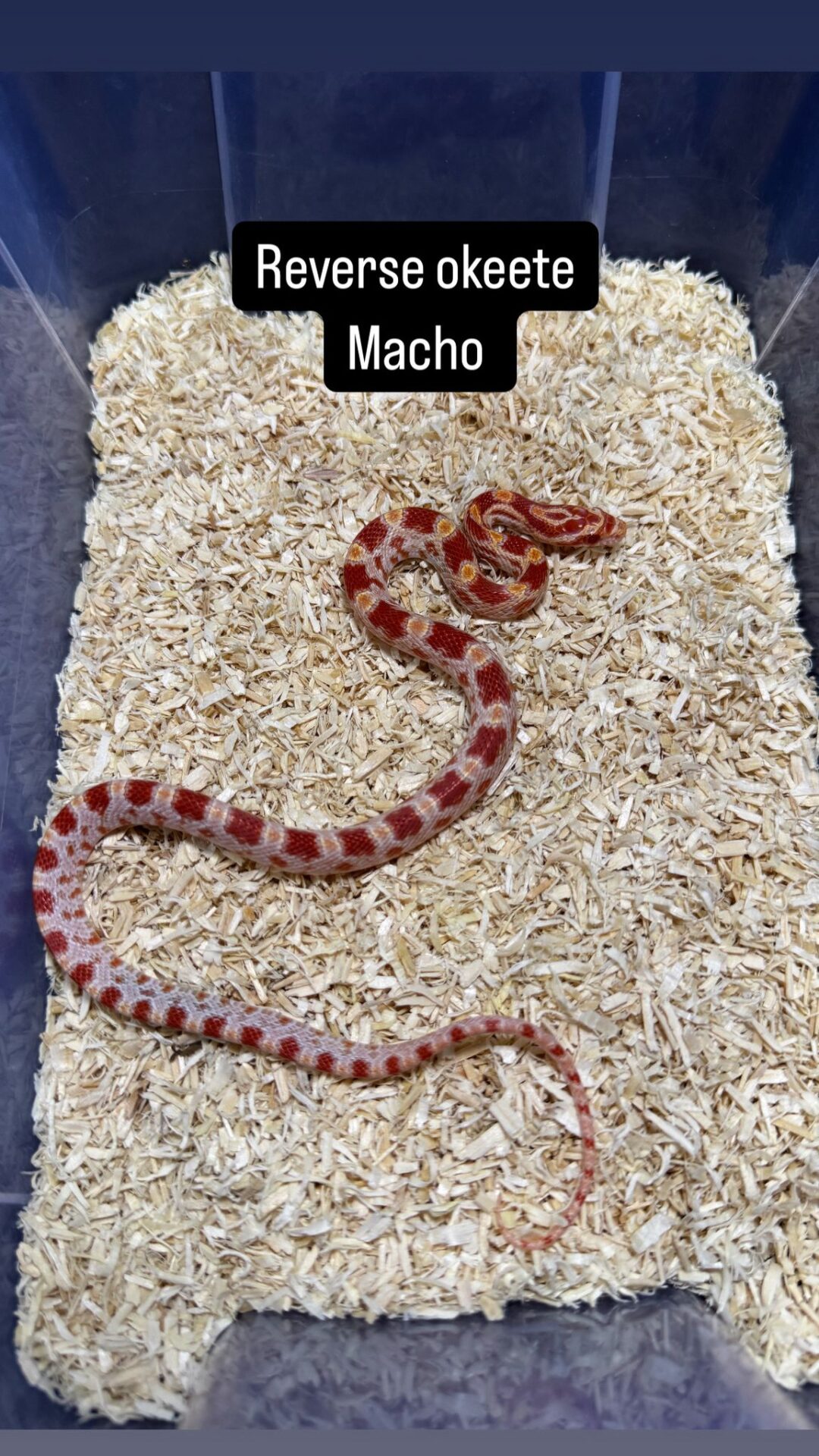 Serpiente del Maíz Reverse Okeetee - Imagen 4
