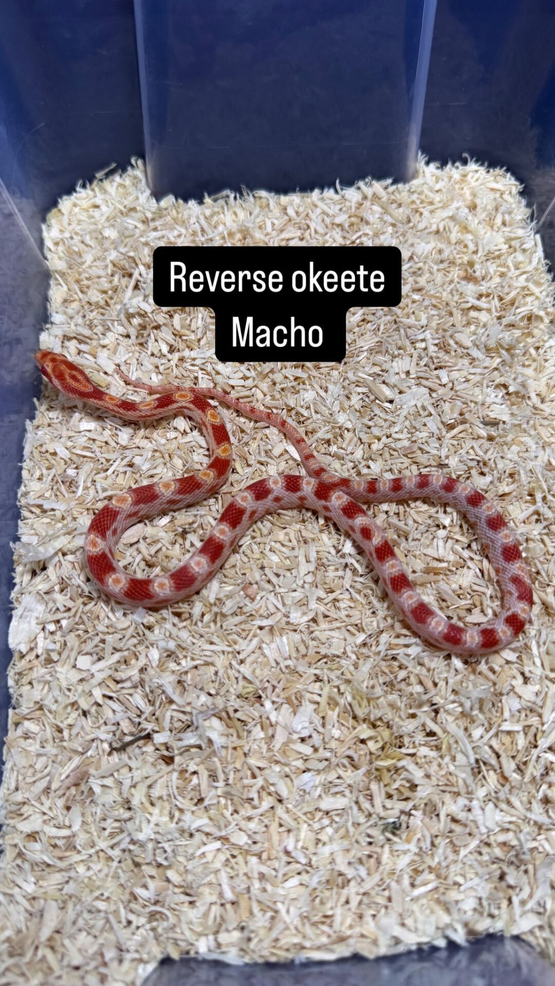 Serpiente del Maíz Reverse Okeetee - Imagen 5