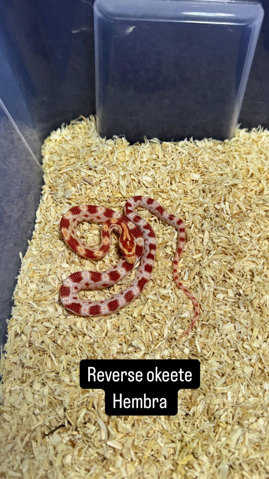 Serpiente del Maíz Reverse Okeetee - Imagen 6