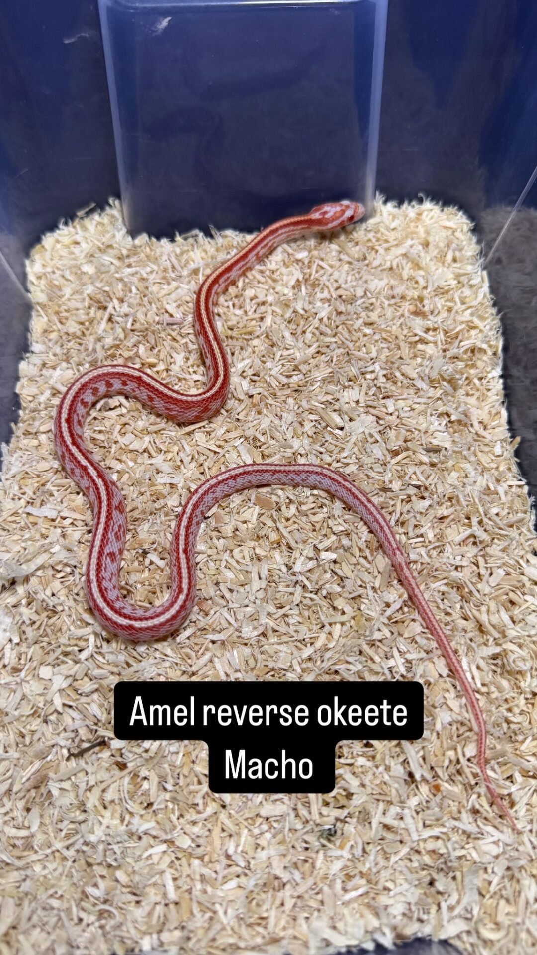 Serpiente del Maíz Reverse Okeetee Tessera