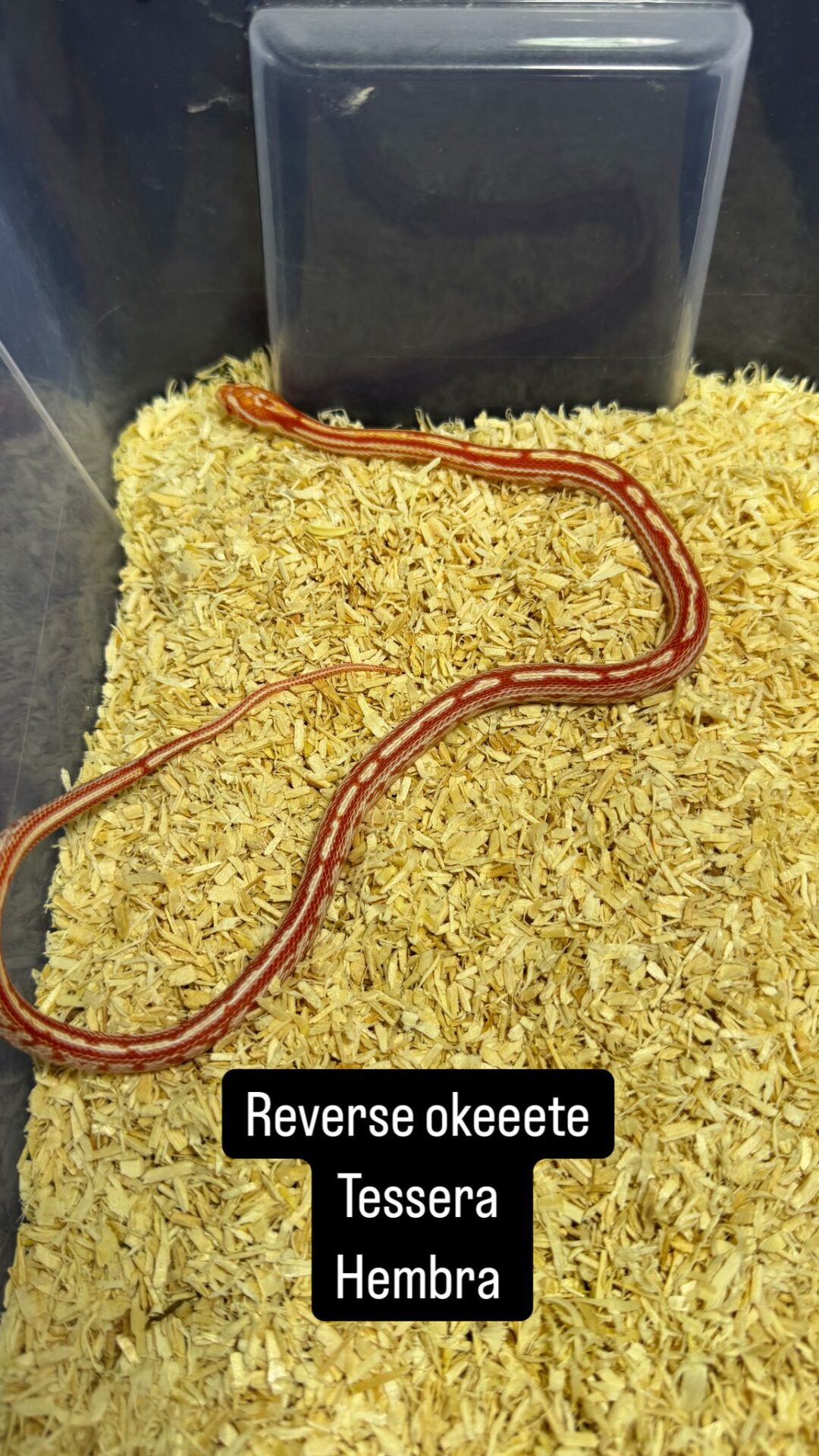 Serpiente del Maíz Reverse Okeetee Tessera - Imagen 3