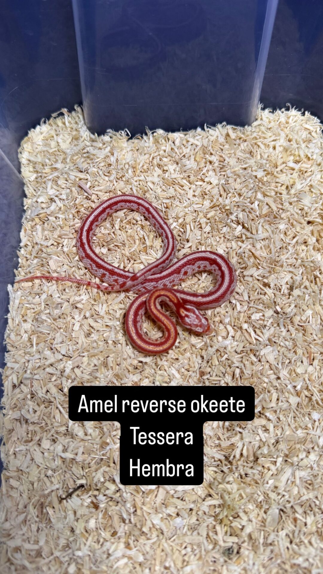 Serpiente del Maíz Reverse Okeetee Tessera - Imagen 2