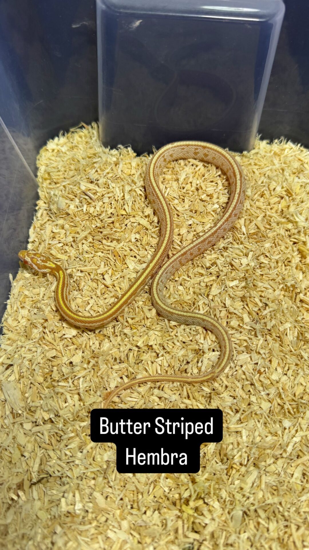 Serpiente del Maíz Butter