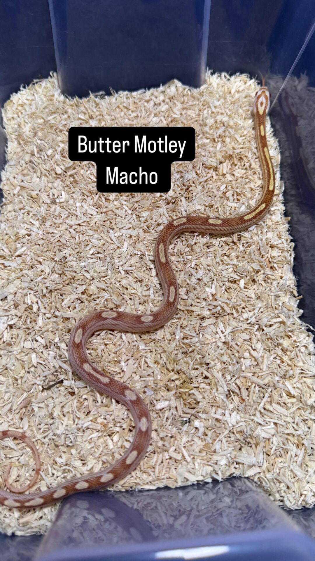Serpiente del Maíz Butter - Imagen 3