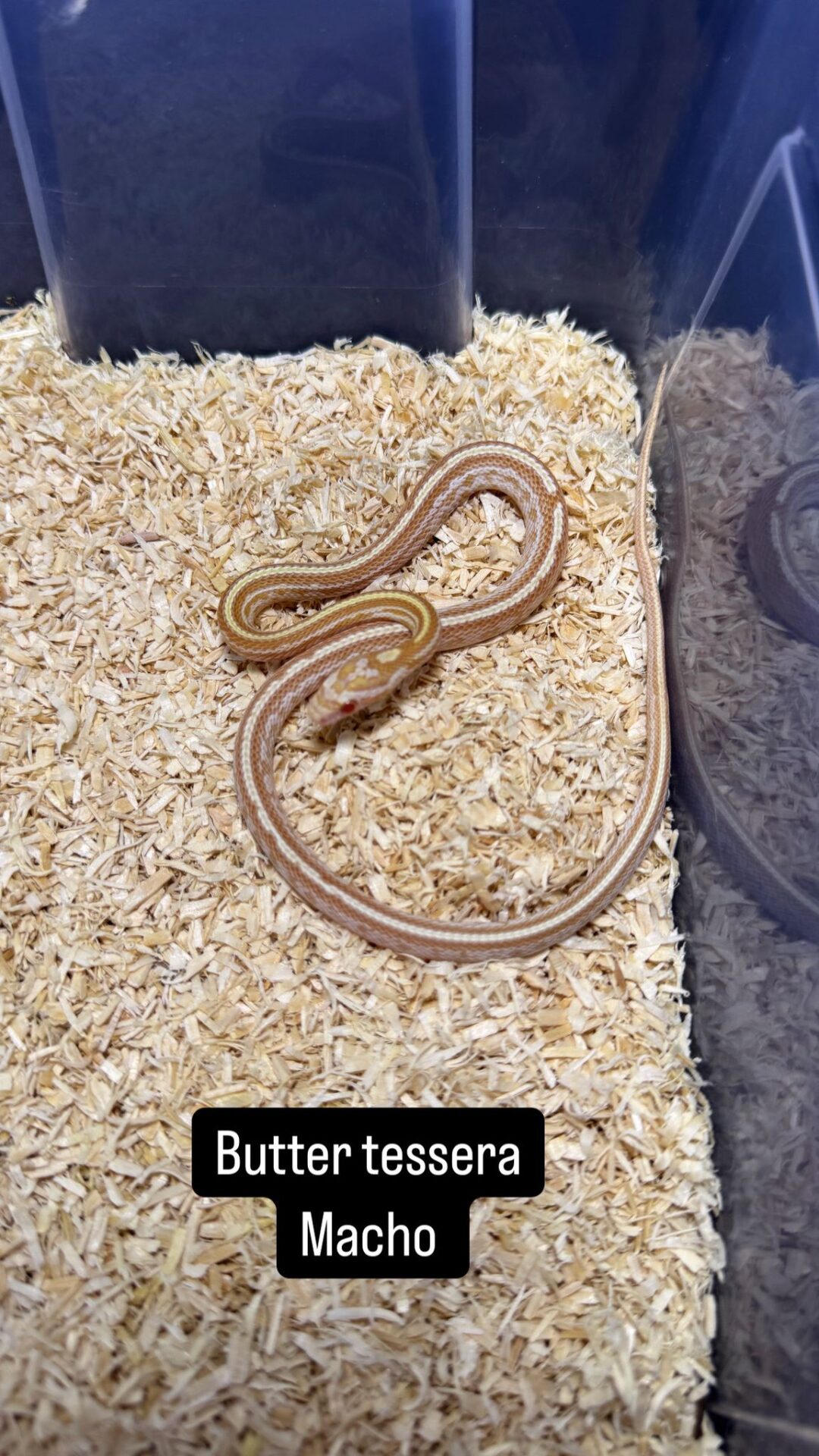 Serpiente del Maíz Butter - Imagen 2