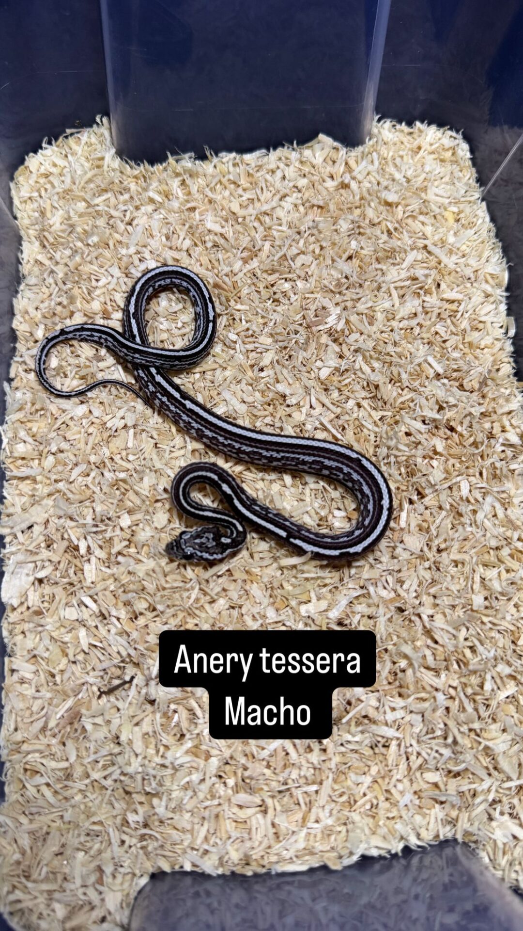 Serpiente del Maíz Anery Striped / Tessera - Imagen 2