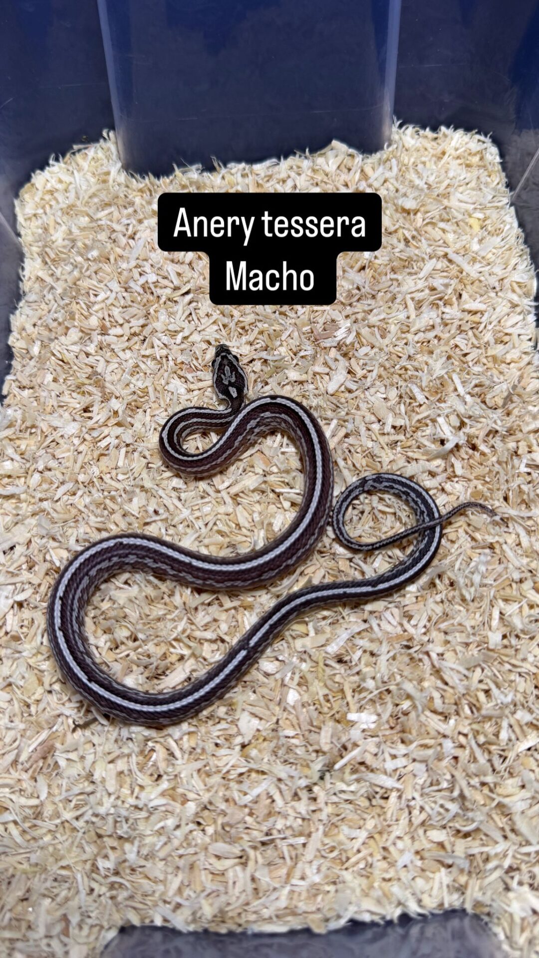 Serpiente del Maíz Anery Striped / Tessera